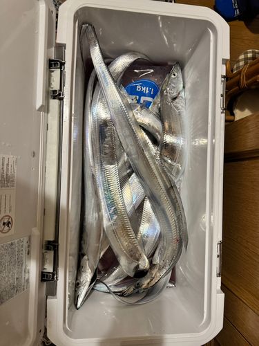 タチウオの釣果