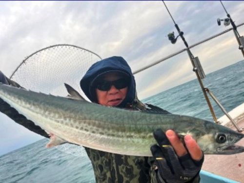 サワラの釣果