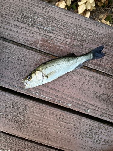 セイゴ（マルスズキ）の釣果