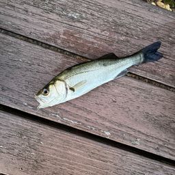 セイゴ（マルスズキ）