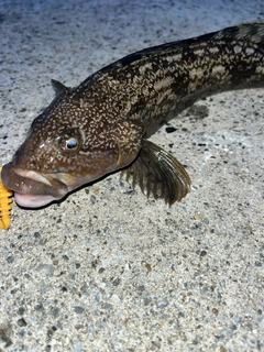 アイナメの釣果