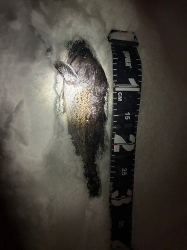 クロソイの釣果