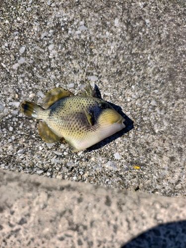 ゴマモンガラの釣果