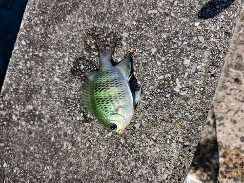 アイスズメダイの釣果