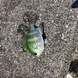 アイスズメダイ