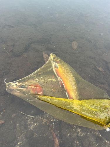 ニジマスの釣果