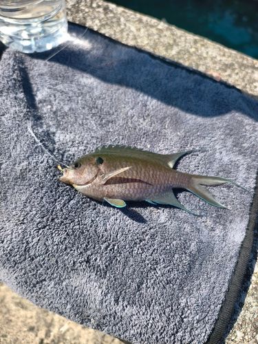 リボンスズメダイの釣果