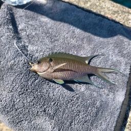 リボンスズメダイ