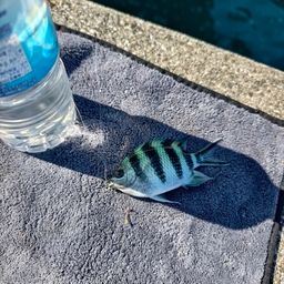 ロクセンスズメダイ