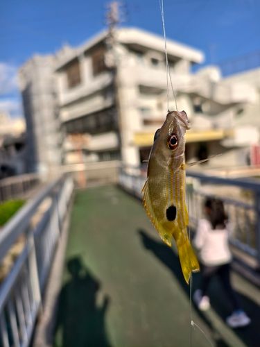 ニセクロホシフエダイの釣果