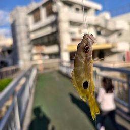 ニセクロホシフエダイ