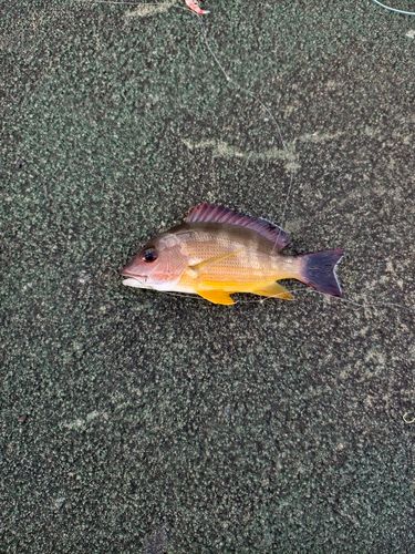 オキフエダイの釣果