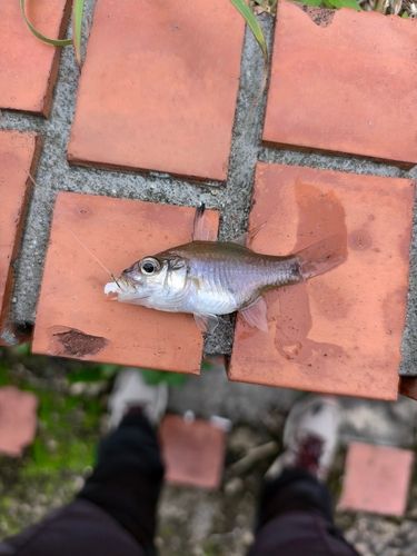 サンギルイシモチの釣果