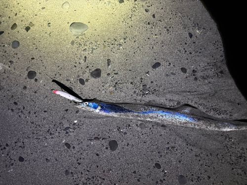 タチウオの釣果