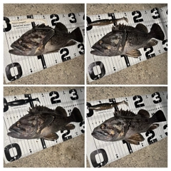 クロソイの釣果