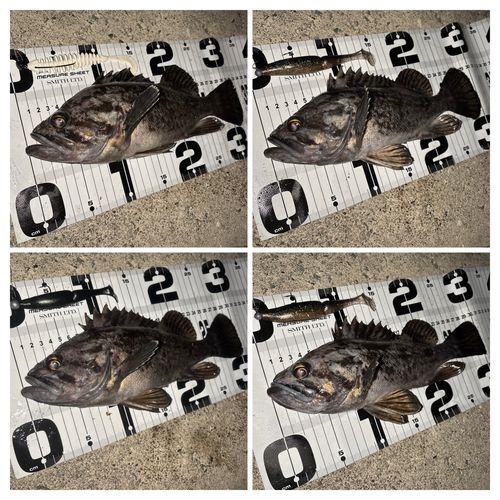 クロソイの釣果