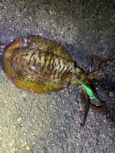 アオリイカの釣果