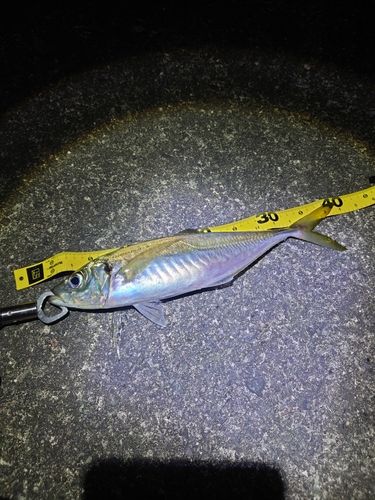 マアジの釣果