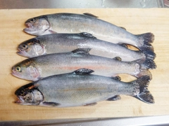 レインボートラウトの釣果