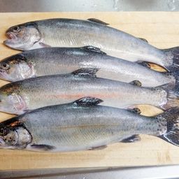 レインボートラウト