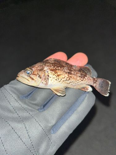 クロソイの釣果