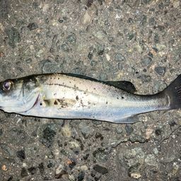 セイゴ（マルスズキ）