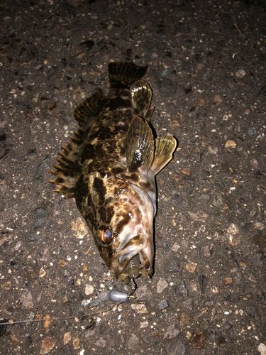 タケノコメバルの釣果