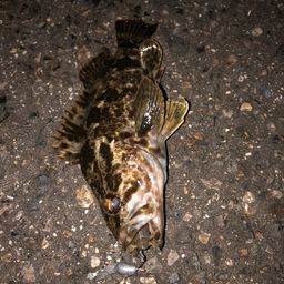 タケノコメバル