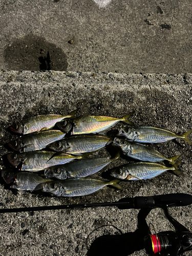 アジの釣果