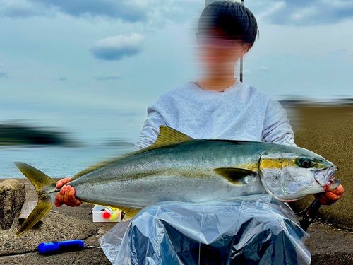 ヒラマサの釣果