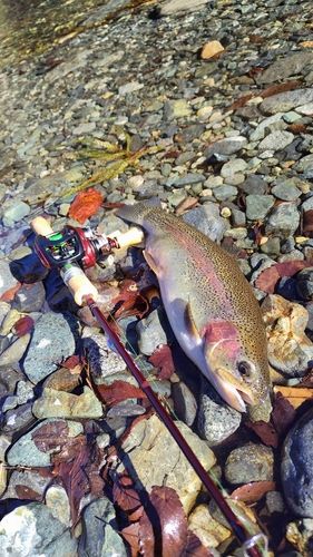 ニジマスの釣果