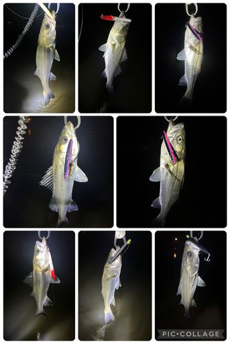 シーバスの釣果