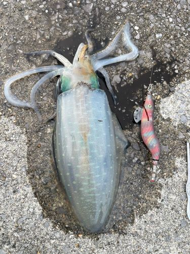アオリイカの釣果
