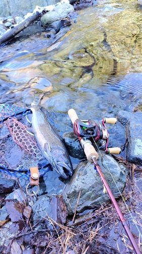 イワナの釣果