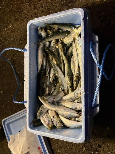 イワシの釣果