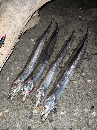 タチウオの釣果