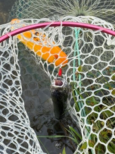 フィッシングパーク高島の泉