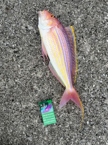 イトヨリダイの釣果