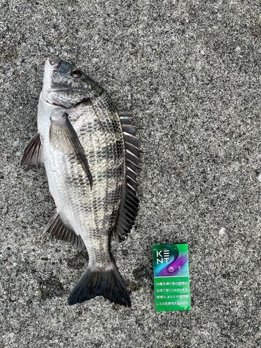 クロダイの釣果