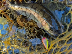 ニジマスの釣果