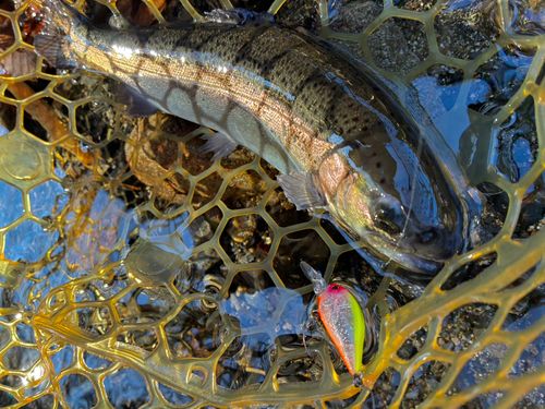 ニジマスの釣果