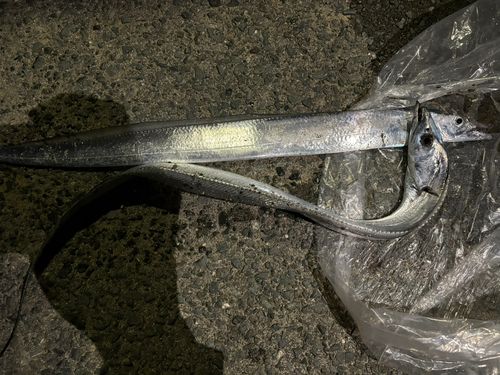 タチウオの釣果