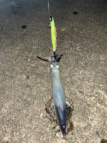 ヤリイカの釣果
