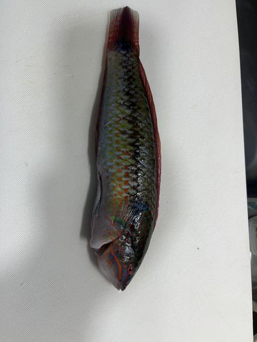 キュウセンの釣果