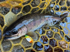 ヤマメの釣果