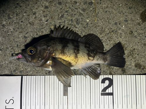 メバルの釣果