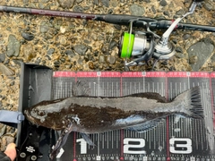 アイナメの釣果