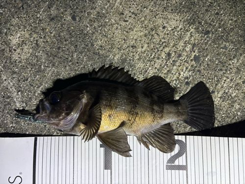 メバルの釣果