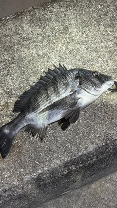 チヌの釣果