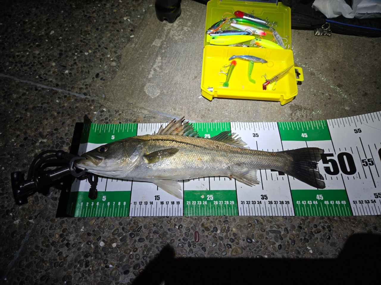 DAIWA 20クロスビート SW 907TMの最安値・インプレ・釣果 | 本音の